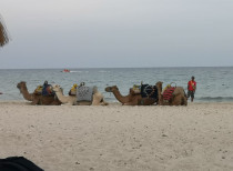 beach_tevék